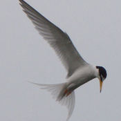 Little Tern